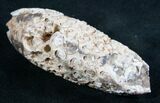 Agatized Fossil Pine (Seed) Cone From Morocco #8106-1